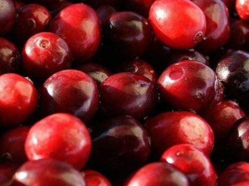 Große Frucht-Cranberry