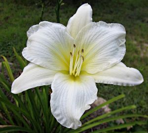 Garten-Hemerocallis  GENTLE SHEPHERD