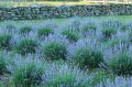 Lawenda SENTIVIA BLUE