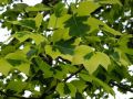 Tulipanowiec Amerykański AUREOMARGINATUM