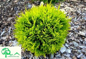 Thuja MIRJAM