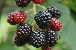 Brombeere  CHESTER
