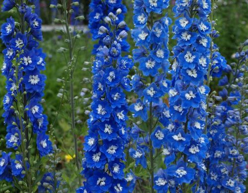Garten-Rittersporn BLUE BIRD