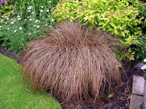 Sedge BRONZE FORM