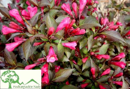 Weigela NAOMI CAMPBELL