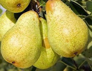 Birnbaum BONKRETA WILLIAMSA