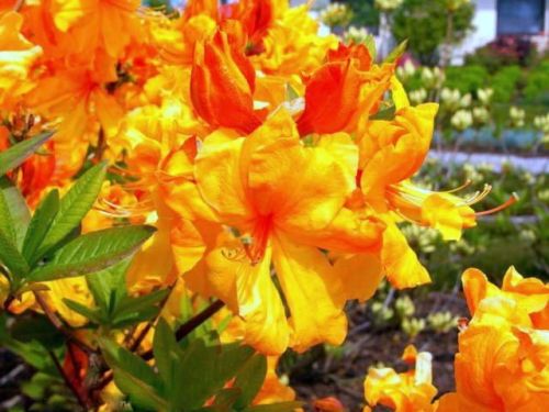 Azalee  SUNTE NECTARINE