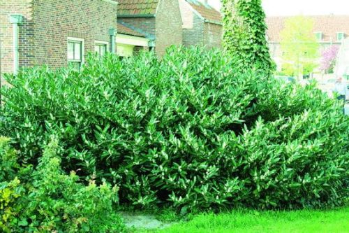 Östliche Lorbeerkirsche CAUCASICA 50 cm