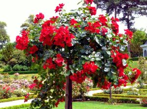 Rote Miniaturrose auf Stamm