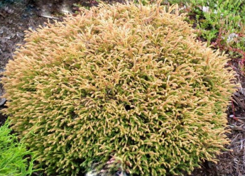 Lebensbaum GOLDEN TUFFET