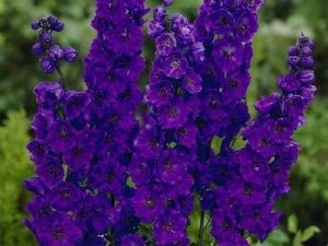 Garten-Rittersporn BLACK KNIGHT