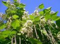 Catalpa BIGNONIOIDES