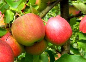 Apfel  SZAMPION - CHAMPION  im Topf