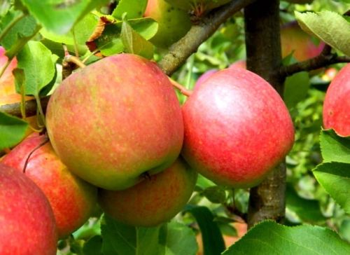 Apfel  SZAMPION - CHAMPION  im Topf