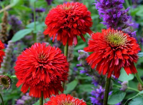 Echinacea GEHEIME LIEBE