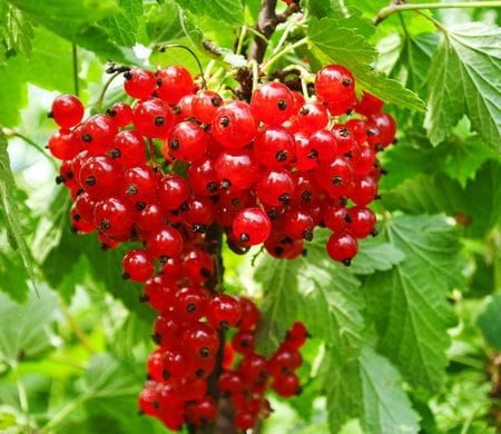 Rote Johannisbeere Detvan - Strauch
