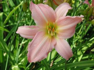 Garten-Taglilie WINSOME LADY