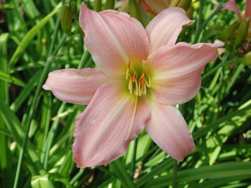 Garten-Taglilie WINSOME LADY