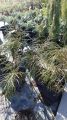 THUJA ŻYWOTNIK OLBRZYMI WHIPCORD sadzonka
