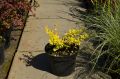 Berberys Thunberga AUREA NANA