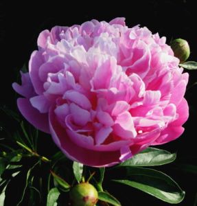 Päonie BARBARA