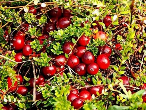 Großfruchtigen Moosbeere HOWES