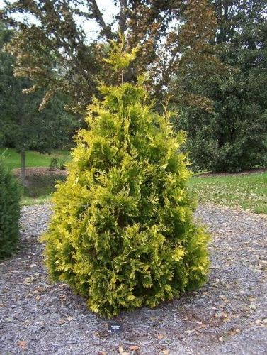 Thuja AUREOSPICATA 60-80 cm