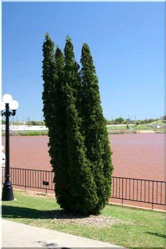 THUJA DEGROOT'S SPIRE