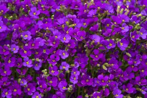 Bergflieders  DEEP PURPLE