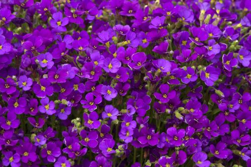 Bergflieders  DEEP PURPLE