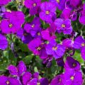 Żagwin Axcent DEEP PURPLE
