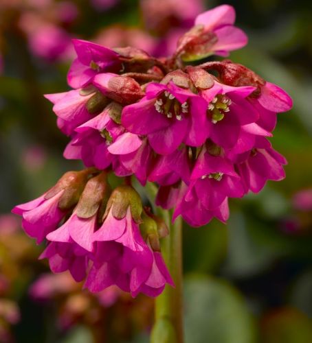 Scharlachrotes Bergenia SHOESHINE ROSE