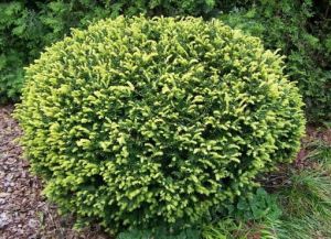 Eibenbaum ELEGANTISSIMA