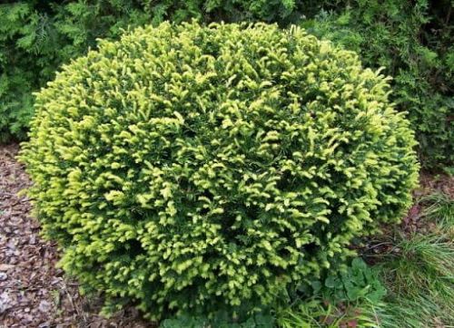 Eibenbaum ELEGANTISSIMA