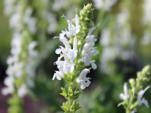 Ombrige Salbei MERLEAU WHITE