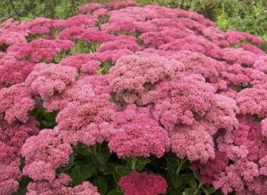 Euphorbia grandis BIRTHDAY PARTY