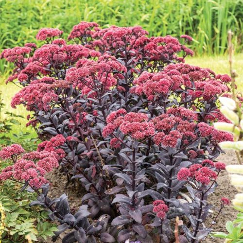 Mauerpfeffer JOSE AUBERGINE