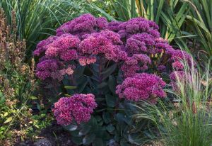 Sedum THUNDERHEAD
