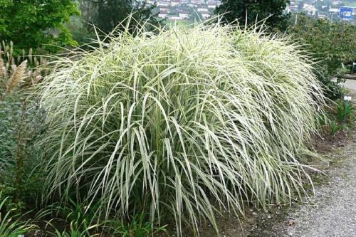 Chinesisches Schilf VARIEGATUS