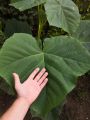PAULOWNIA SHAN TONG