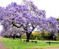 PAULOWNIA SHAN TONG