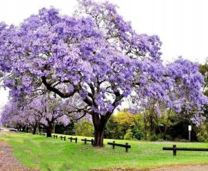 PAULOWNIA SHAN TONG, der kaiserliche Glücksbaum