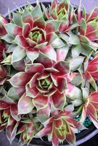 Sedum Violet