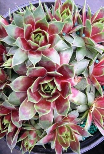 Sedum Violet