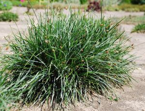 Sesleria Silbergras