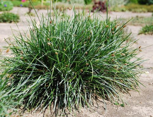 Sesleria Silbergras