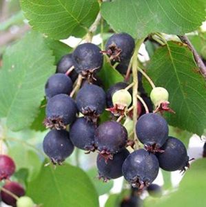 Amelanchier HONEYWOOD