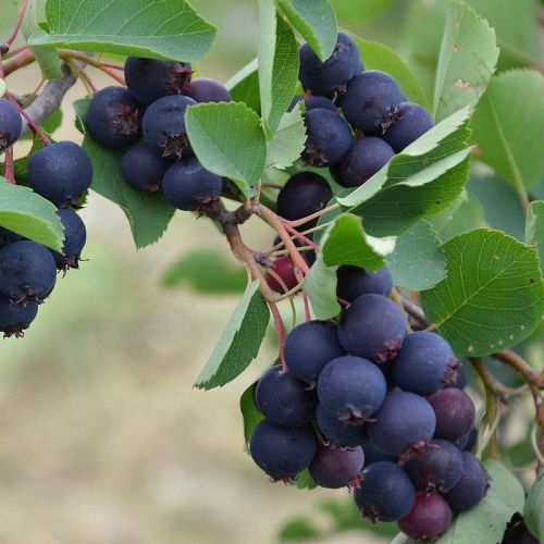 Amelanchier THIESSEN