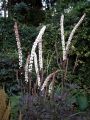 Pluskwica Prosta ATROPURPUREA