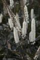Pluskwica Prosta ATROPURPUREA